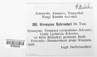 Uromyces verruculosus image